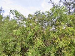 Karwinskia humboldtiana