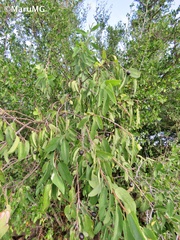 Karwinskia humboldtiana