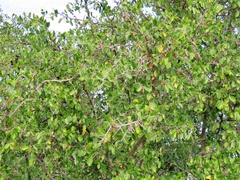 Celtis pallida
