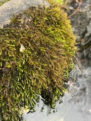 Fontinalis antipyretica
