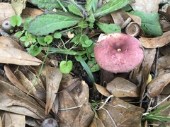 Russula vinacea