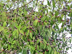 Karwinskia humboldtiana