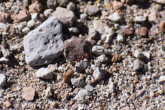 Novomessor albisetosus