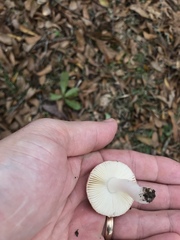 Russula vinacea
