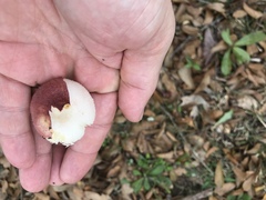 Russula vinacea