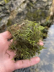 Fontinalis antipyretica
