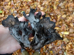 Craterellus cinereus