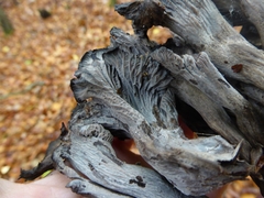 Craterellus cinereus