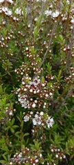 Kunzea robusta