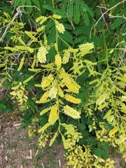 Senegalia bonariensis