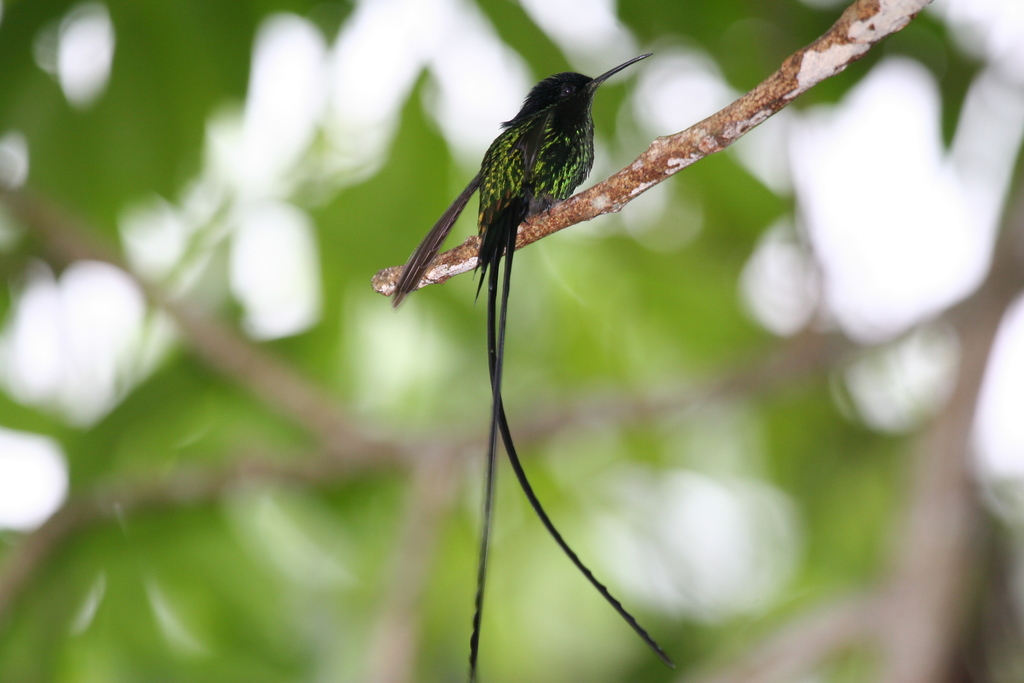 Black-Billed Streamertail