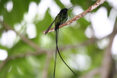 Black-Billed Streamertail photo 1