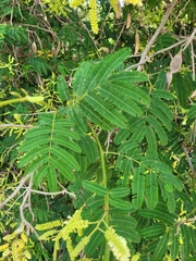 Senegalia bonariensis