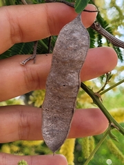 Senegalia bonariensis
