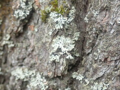 Hypogymnia physodes