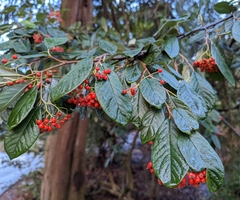 Cotoneaster coriaceus