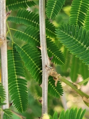 Senegalia bonariensis
