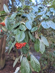 Cotoneaster coriaceus
