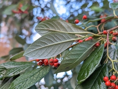 Cotoneaster coriaceus