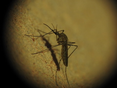 Culiseta longiareolata