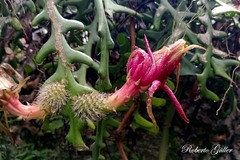 Selenicereus anthonyanus