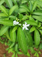 Tabernaemontana divaricata