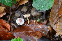 Inocybe geophylla