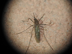 Culiseta longiareolata
