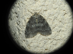 Epirrita dilutata