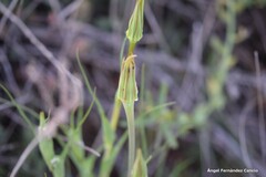 Tragopogon porrifolius