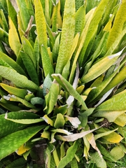 Sansevieria trifasciata