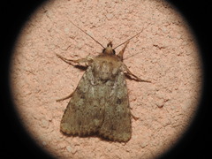 Amphipyra effusa