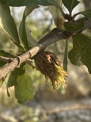 Andricus quercusfoliatus