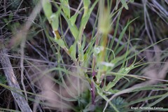 Tragopogon porrifolius