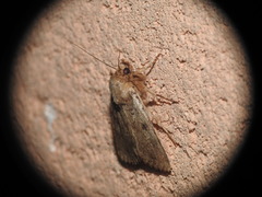 Amphipyra effusa