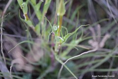 Tragopogon porrifolius