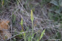 Tragopogon porrifolius