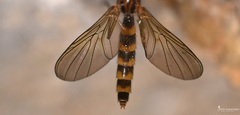 Keroplatidae