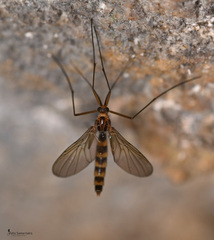 Keroplatidae