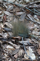 Phycomyces