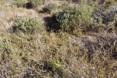 Aspalathus retroflexa retroflexa