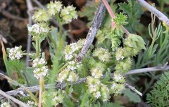 Valerianella discoidea