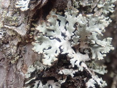Hypogymnia physodes