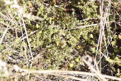 Aspalathus retroflexa retroflexa