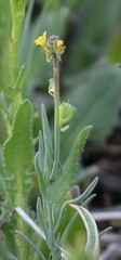 Linaria simplex