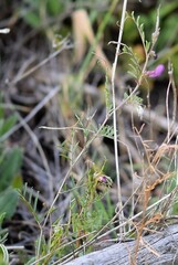 Vicia peregrina