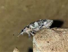 Polyclaeis longicornis