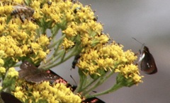 Heteropterinae