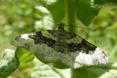 Epirrhoe galiata