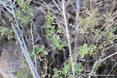 Helianthemum squamatum